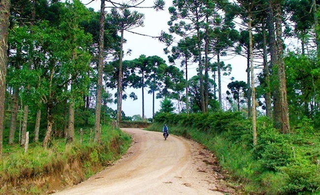 Rota-das-araucárias-de-bike-cicloturismo